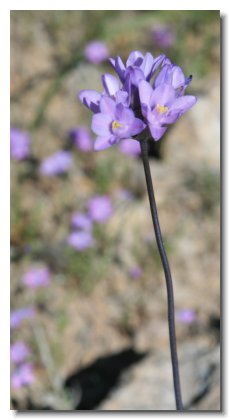 Apache (11)   Purple Scorpion Weed